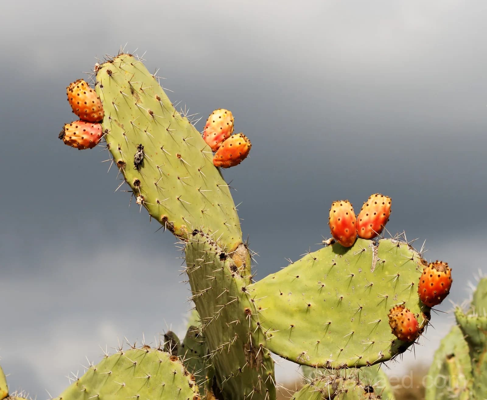 Prickly Pear Cactus 'Opuntia Ficus-Indica' Seeds — Edible Fruit & Flowers - View 11