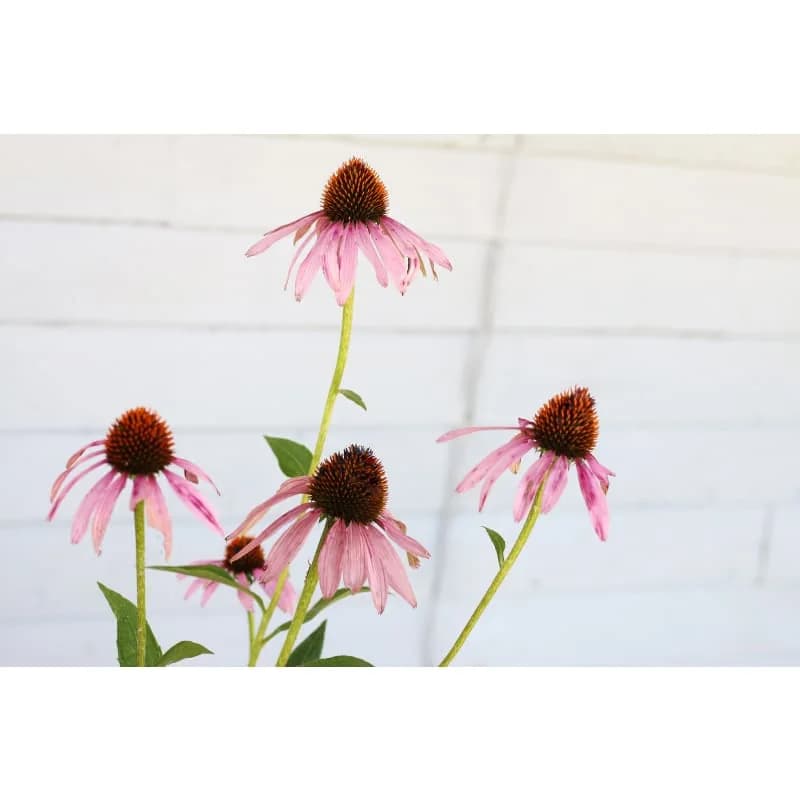 Narrow Leaf Echinacea Seeds — Native Pollinator Perennial - View 3
