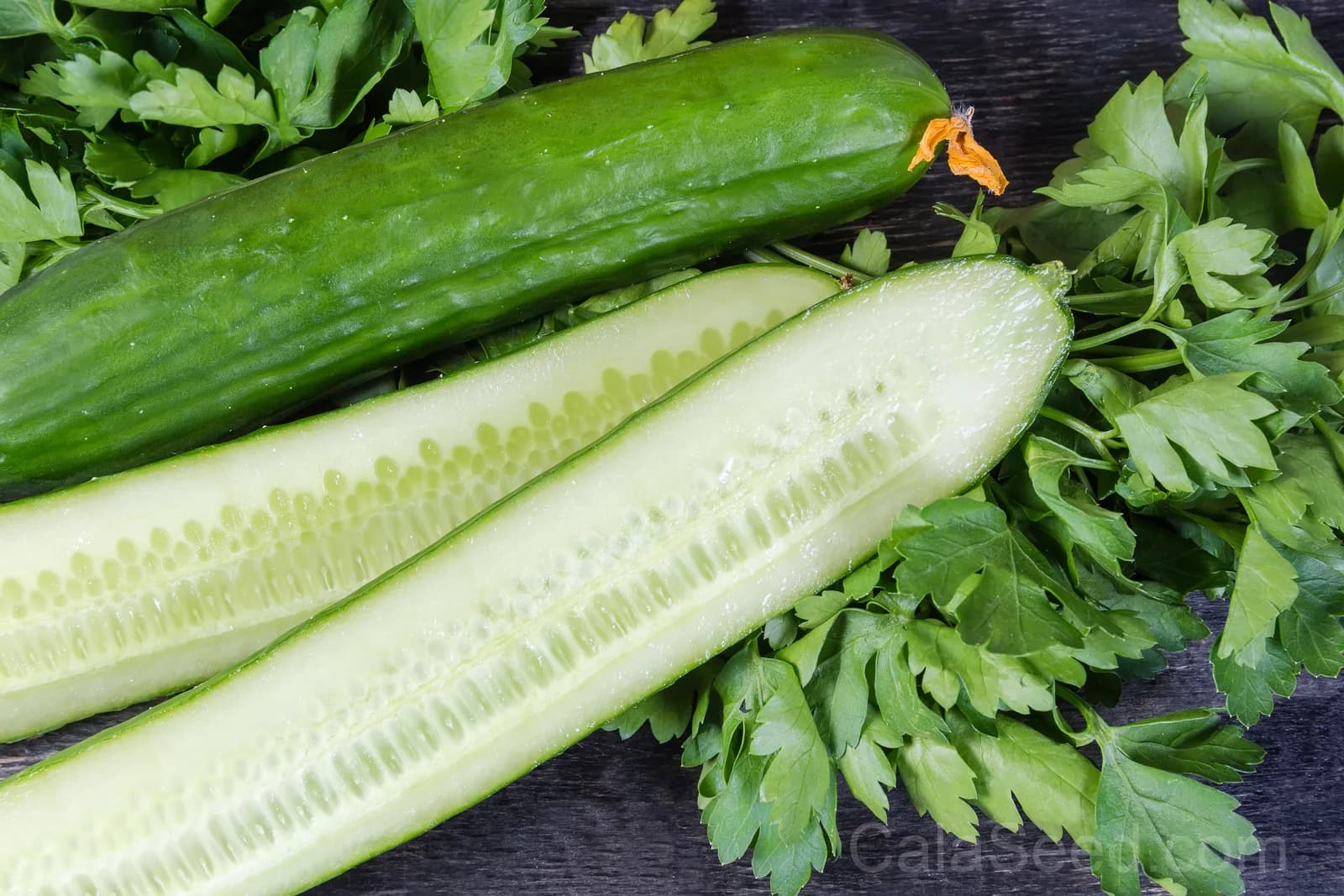 English Cucumber 'Burpless' Seeds — Smooth Skin No Bitterness - View 5