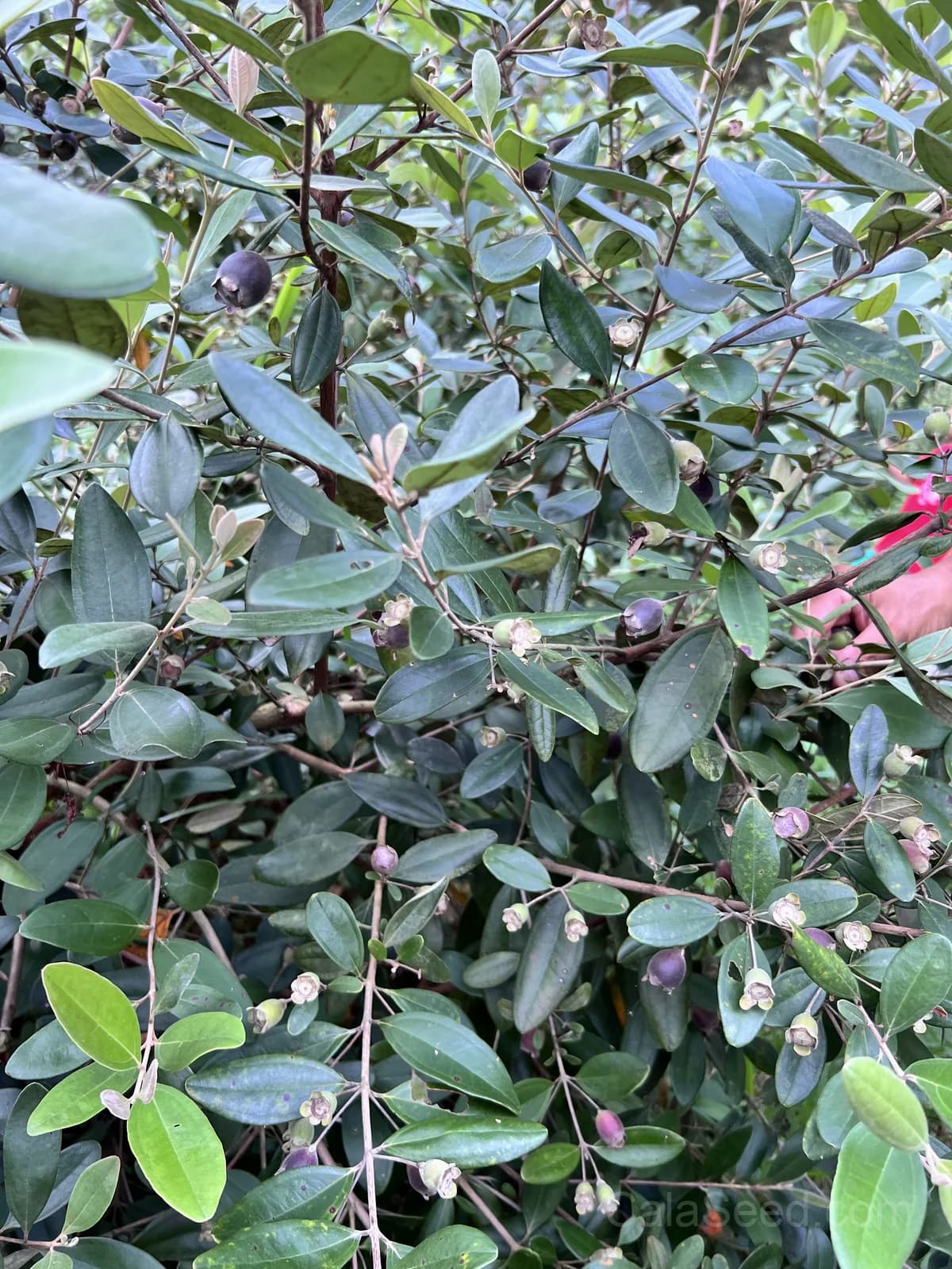 Common Myrtle 'Myrtus Communis' Seeds — Fragrant White Flowers - View 7