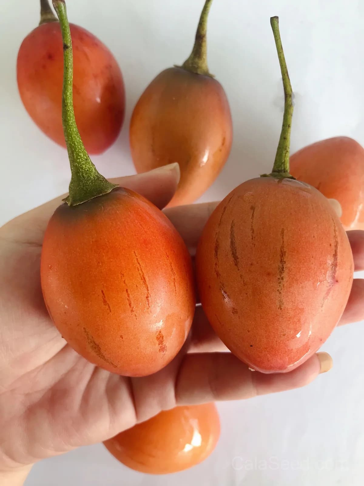 Tamarillo 'Red' Seeds — Tangy Tree Tomato Fruit - View 4