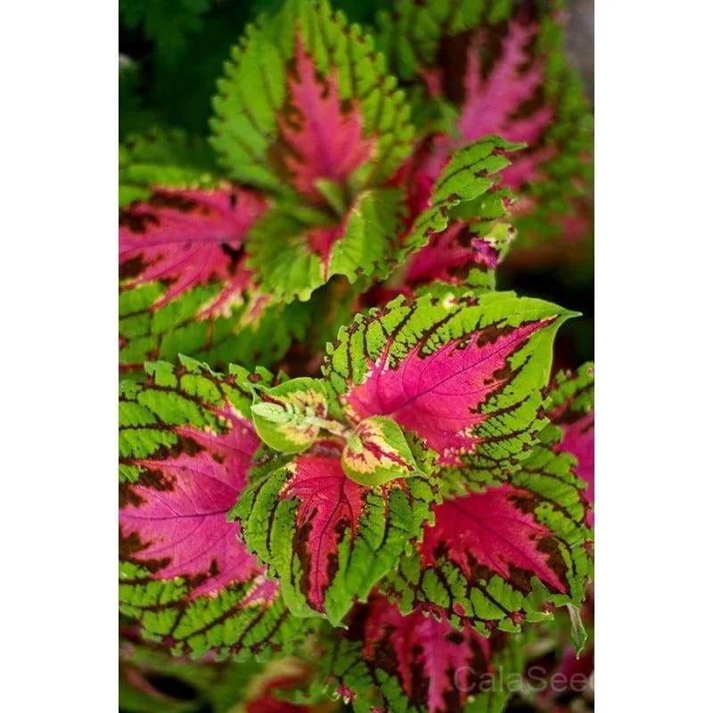 Kong Series Mix Coleus Seeds — Vibrant Foliage Shade Garden - View 4