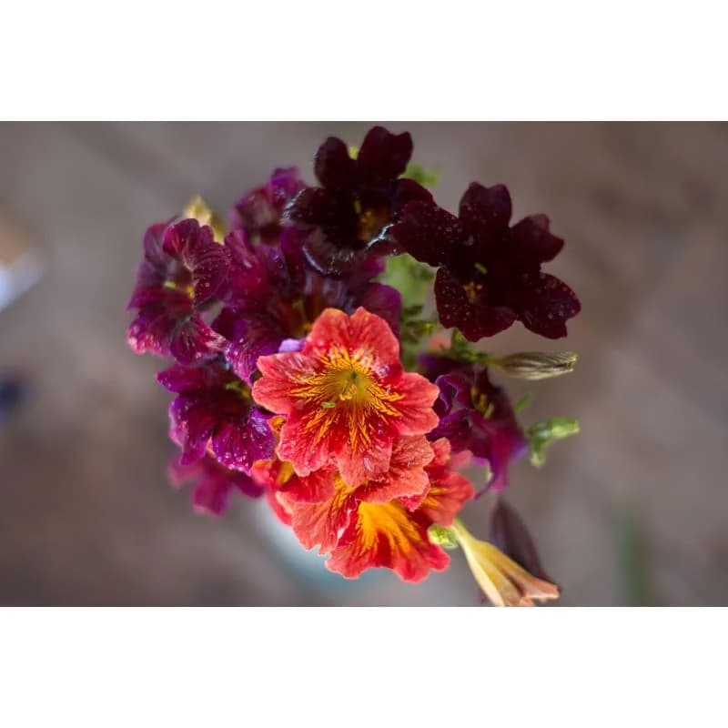 Salpiglossis 'Royale Mix' Seeds — Vibrant Trumpet Flower Blend - View 3