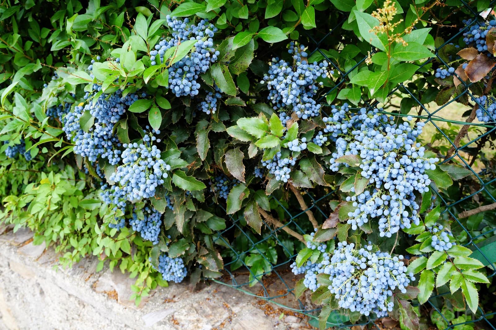 Oregon Grape 'Hollyleaved' Seeds — Edible Blue Fruit Vine - View 4
