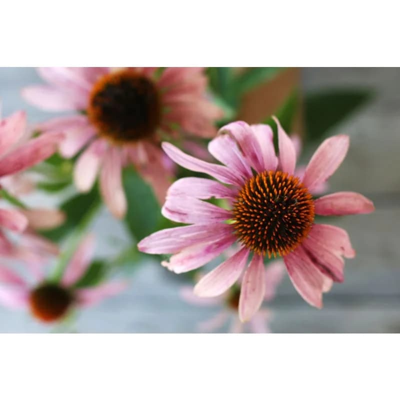 Narrow Leaf Echinacea Seeds — Native Pollinator Perennial - View 2