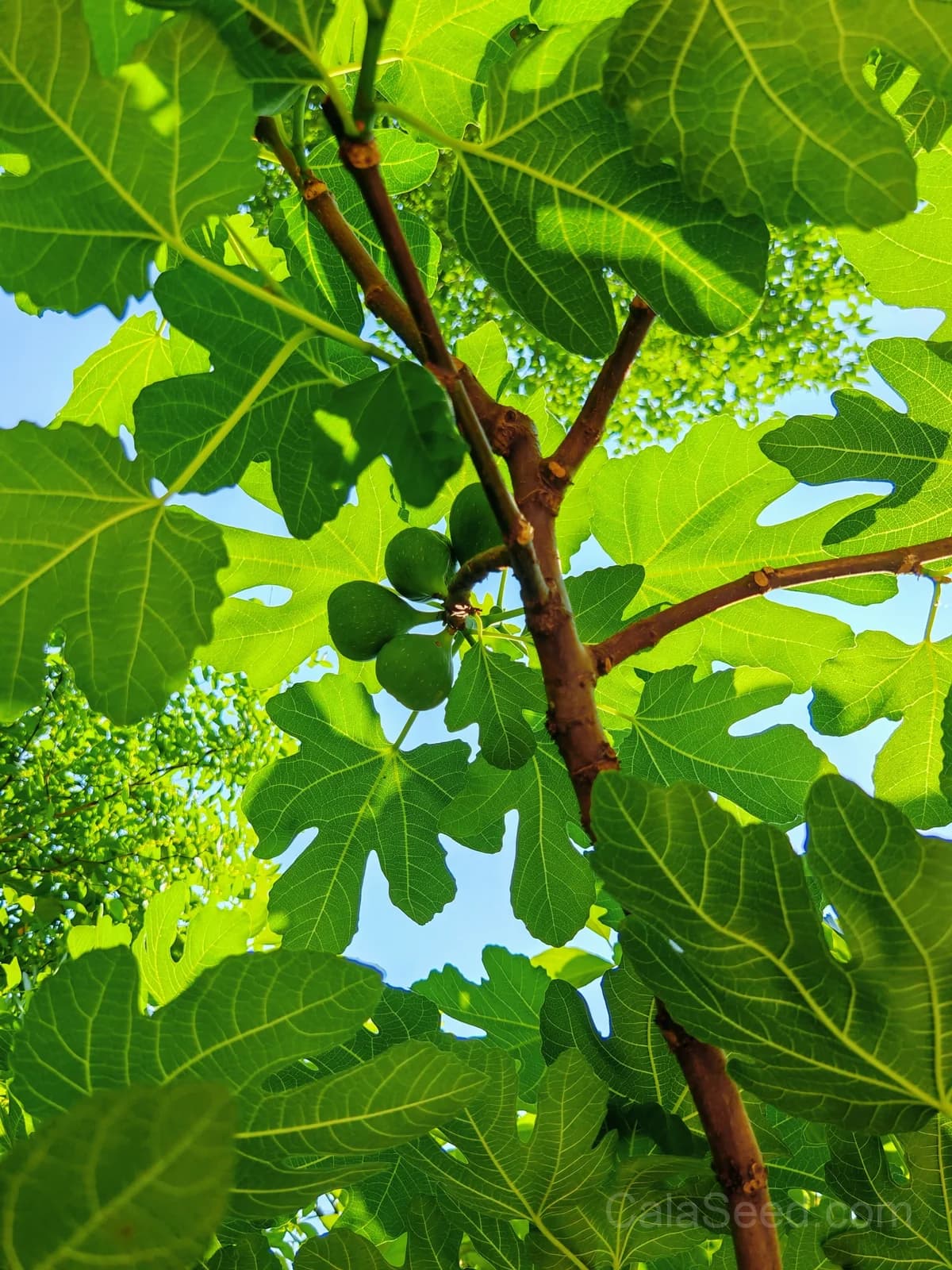 Fig 'Green' Seeds — Sweet Honeyed Fruit - View 2