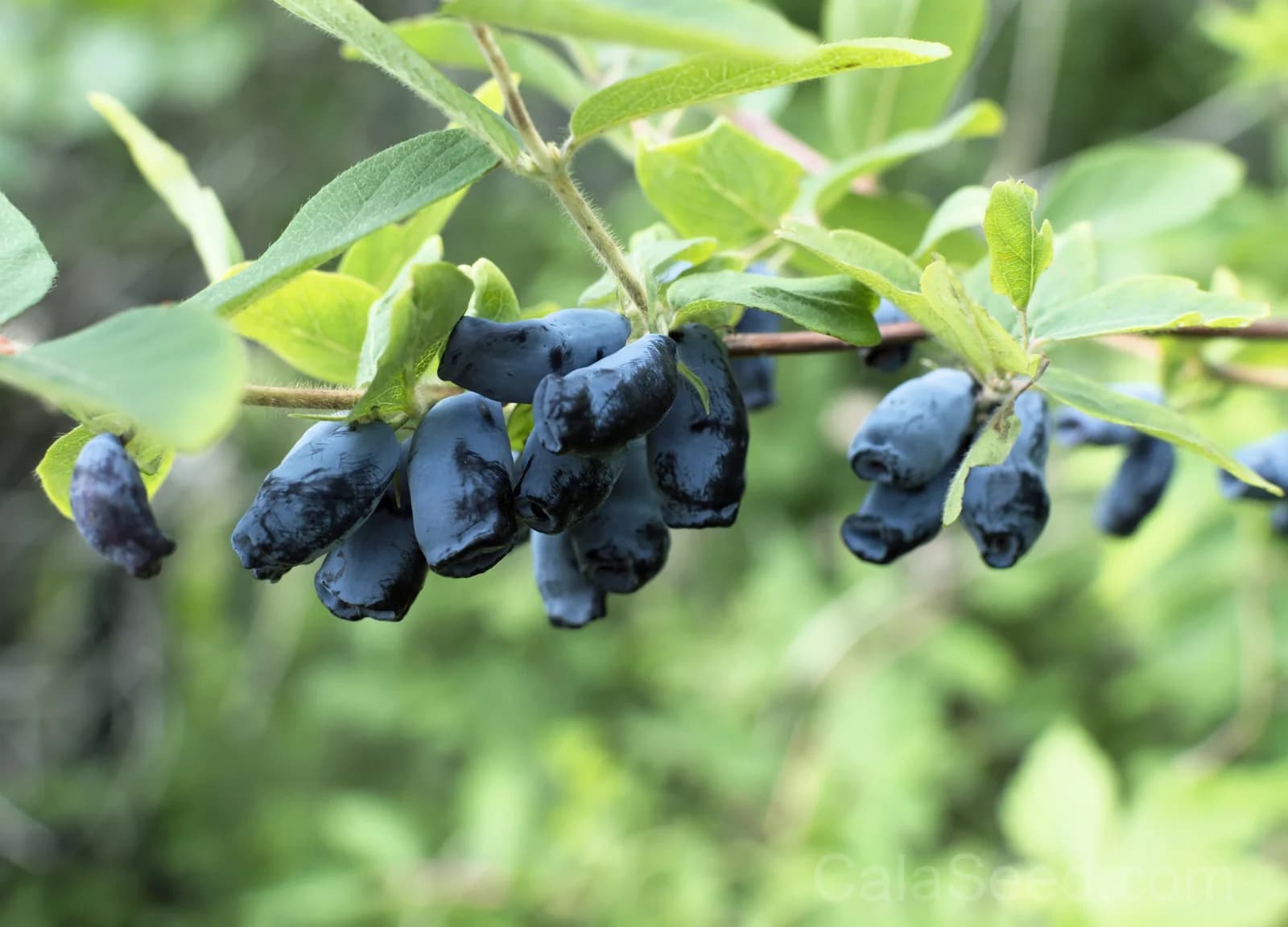 Blue Honeysuckle 'Honeyberry' Seeds — Edible Fruit Shrub - View 6