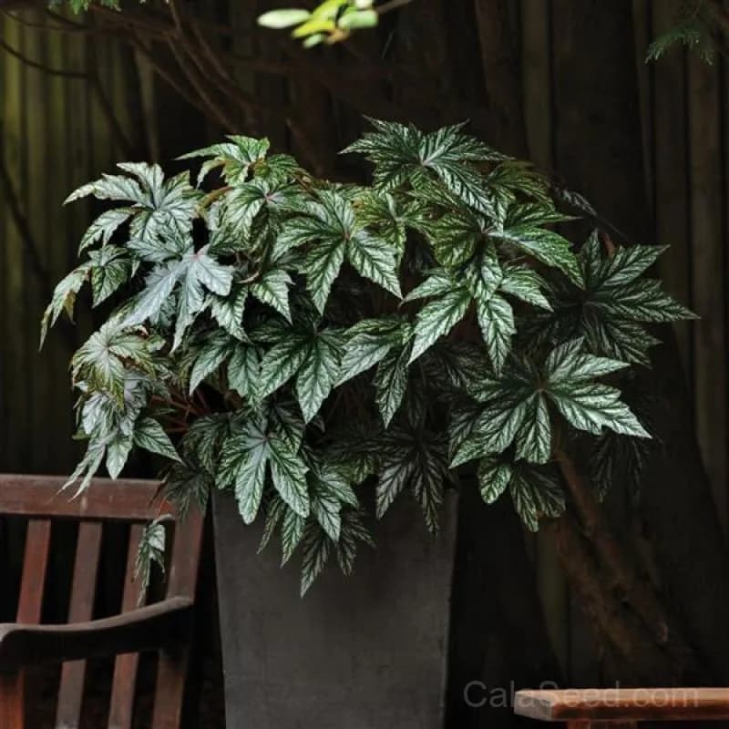 Gryphon Begonia Seeds — Striking Foliage for Shade Gardens - View 3