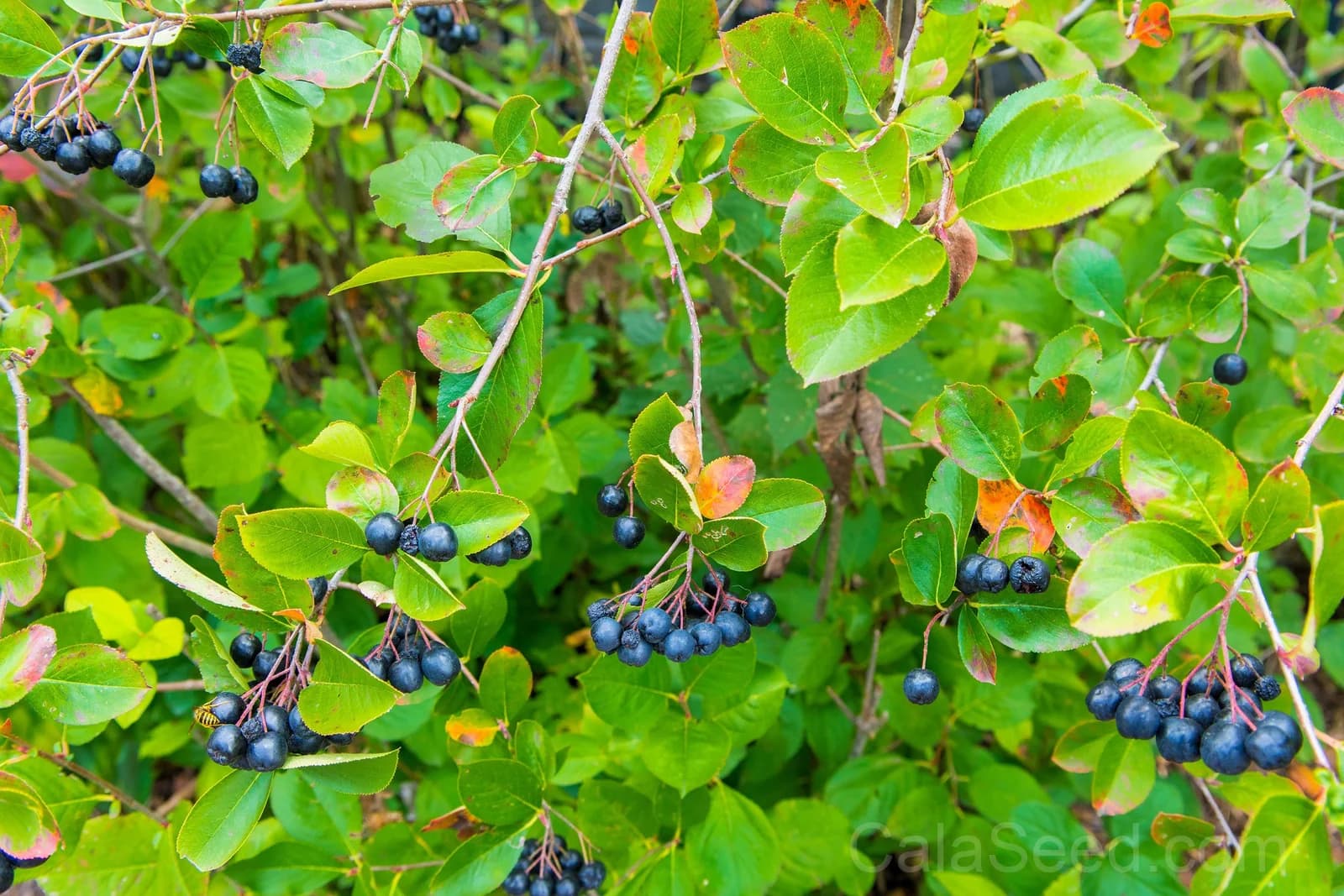 Purple Chokeberry 'Aronia Prunifolia' Seeds — White-Flowered Fruit Shrub - View 6