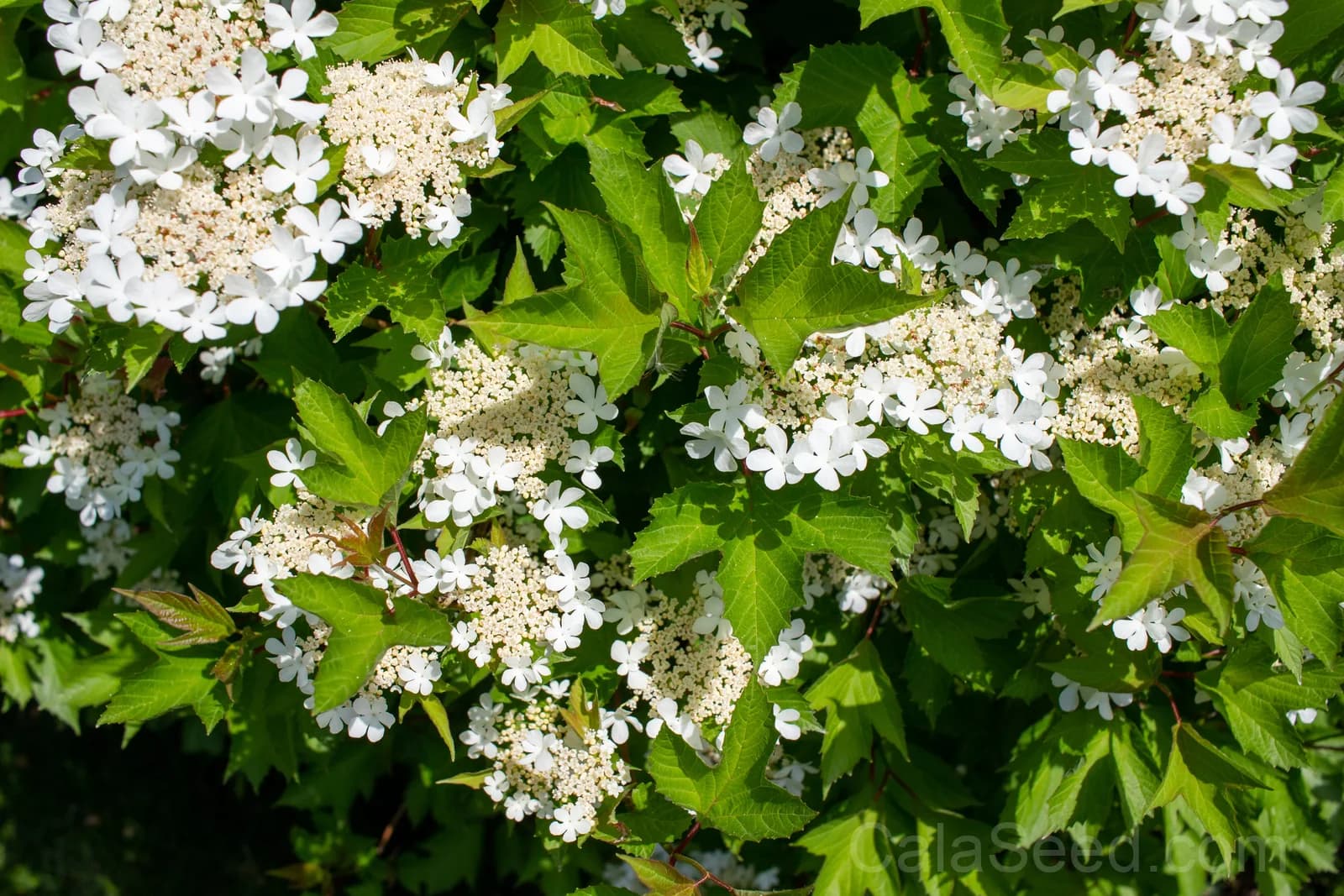 American Highbush Cranberry 'Viburnum Trilobum' Seeds — Red Fruit White Shrub - View 6
