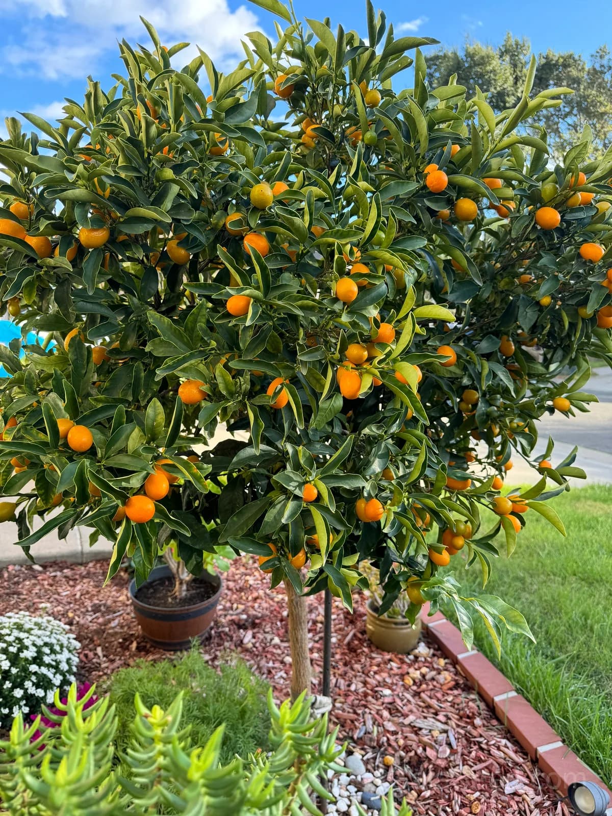 Kumquat 'Nagami' Seeds — Sweet-Tart Edible Peel Fruit - View 7