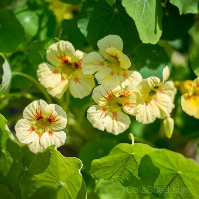 Nasturtium 'Peach Melba' Seeds — Edible Flowers & Trailing Vine - View 2