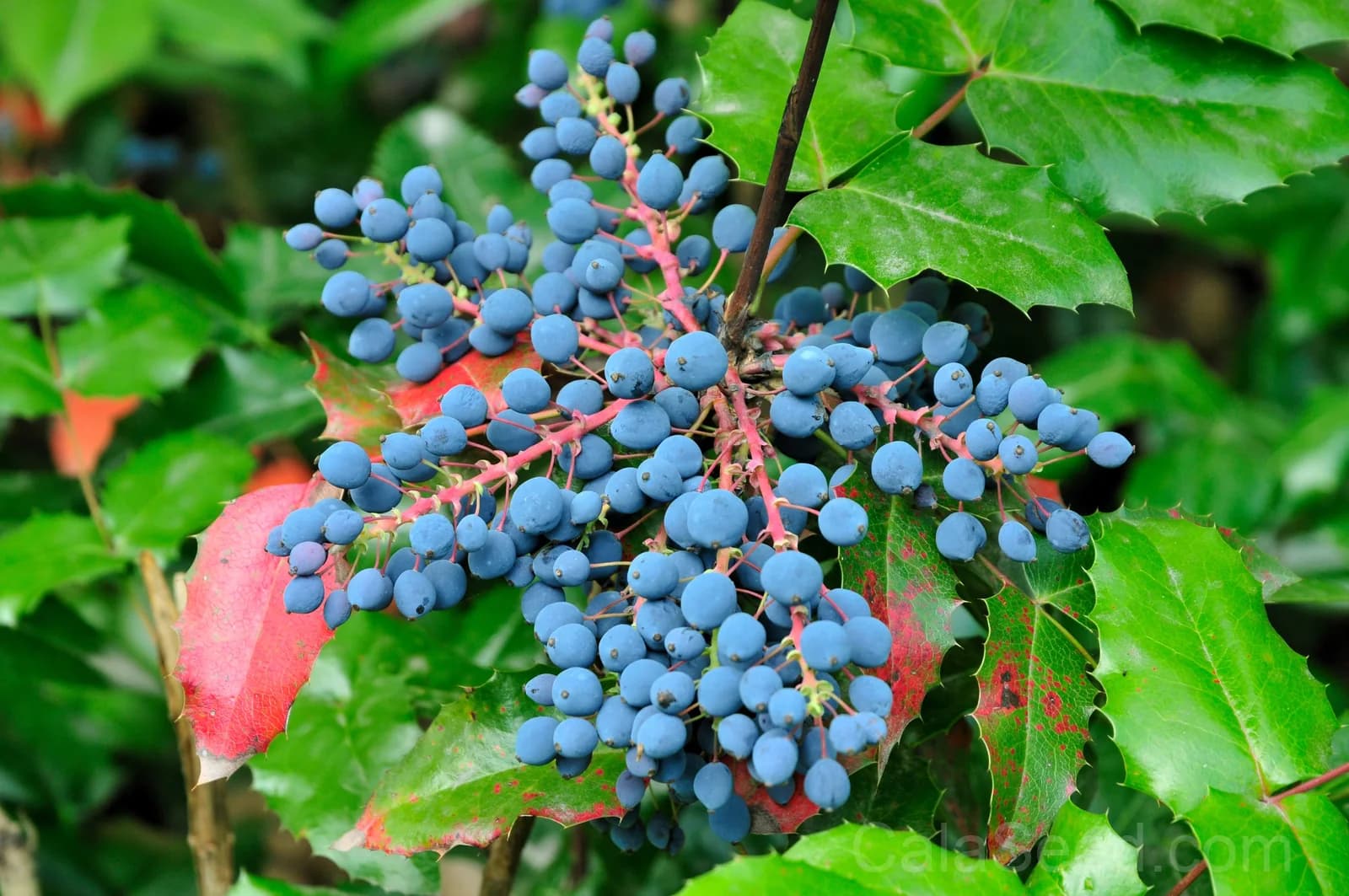 Oregon Grape 'Hollyleaved' Seeds — Edible Blue Fruit Vine - View 1