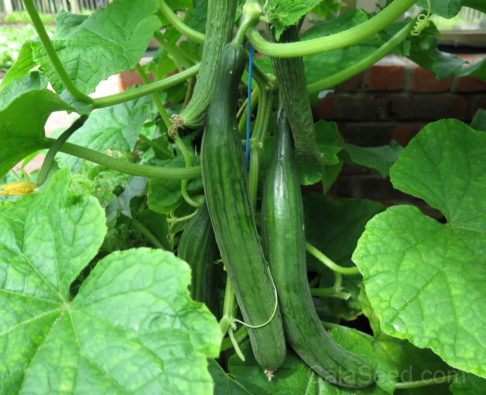 English Cucumber 'Burpless' Seeds — Smooth Skin No Bitterness - View 6
