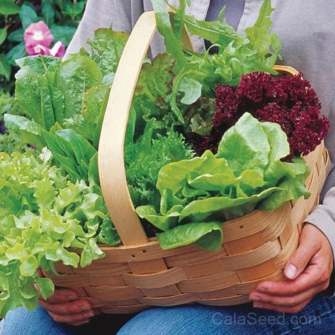 Heatwave Blend Lettuce Seeds — Heat-Tolerant Salad Mix - View 2
