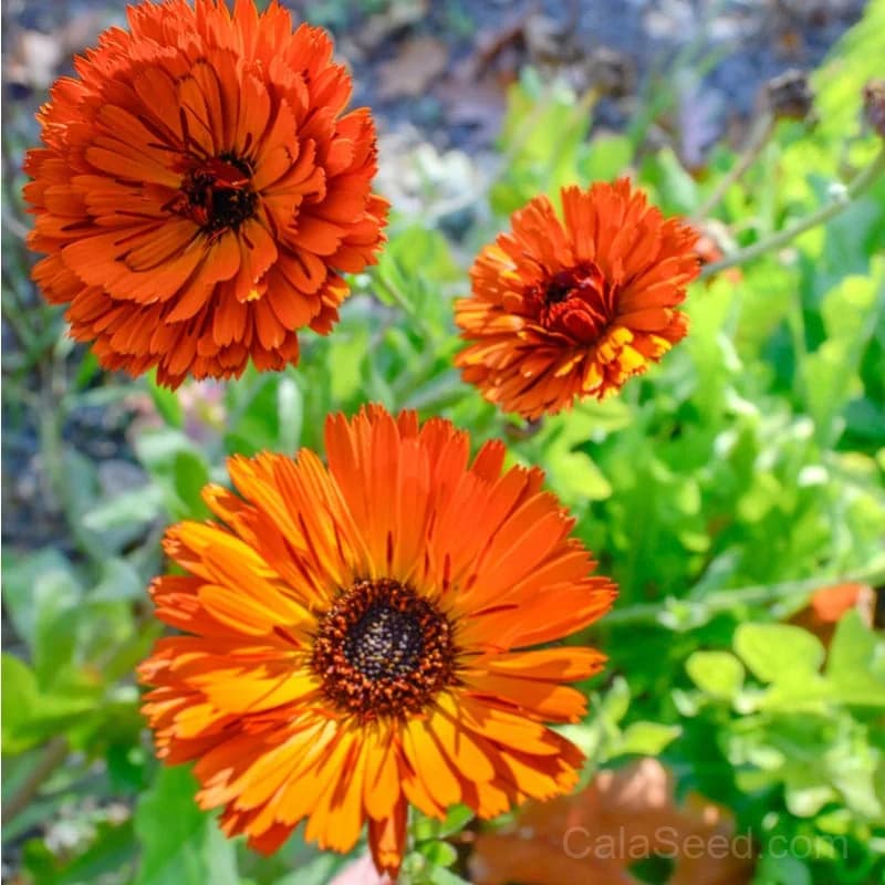 Indian Prince Calendula Seeds — Rare Heirloom Flower - View 1
