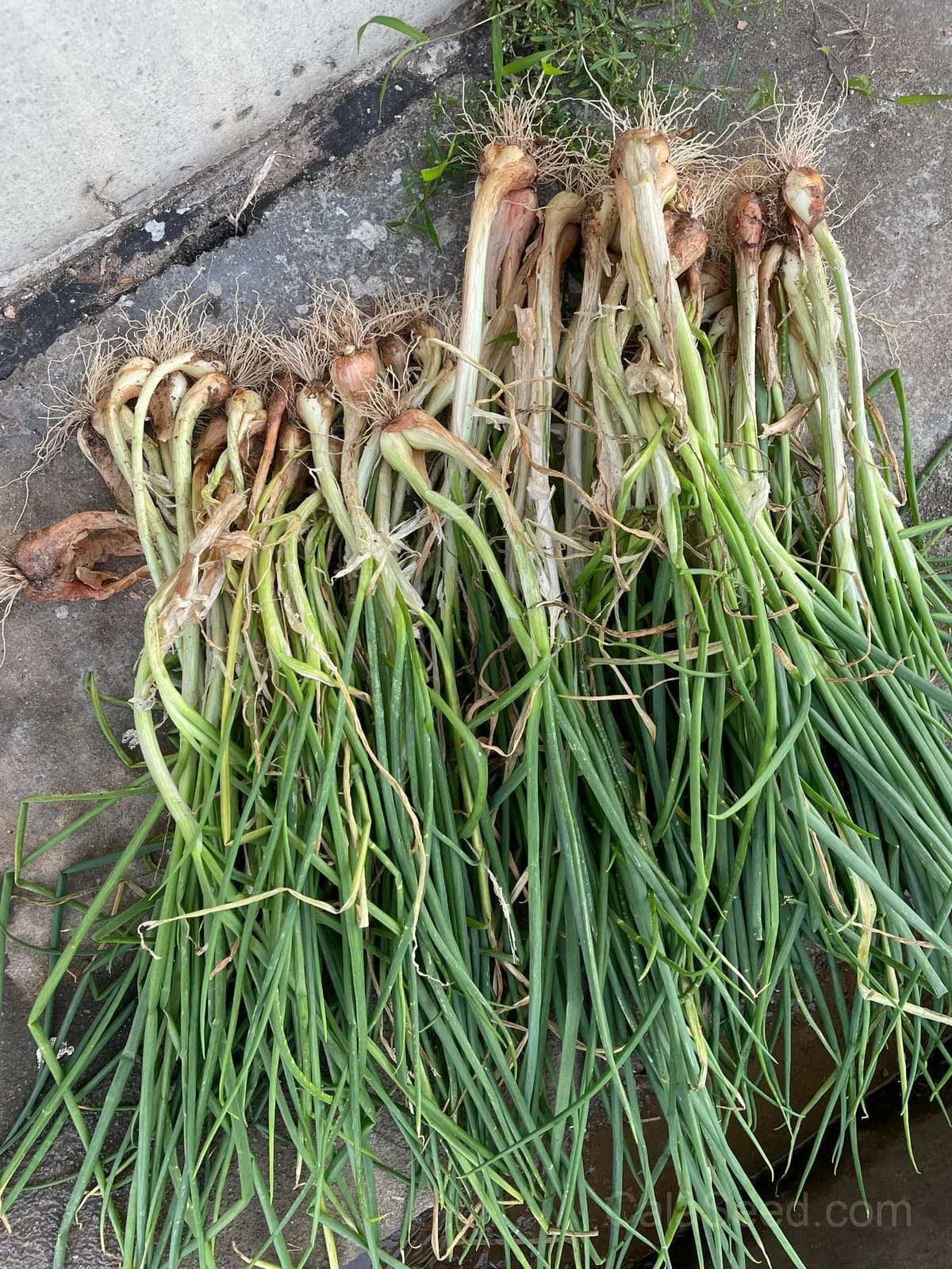 Evergreen Long White Bunching Onion Seeds — Perennial Bunching Variety - View 2