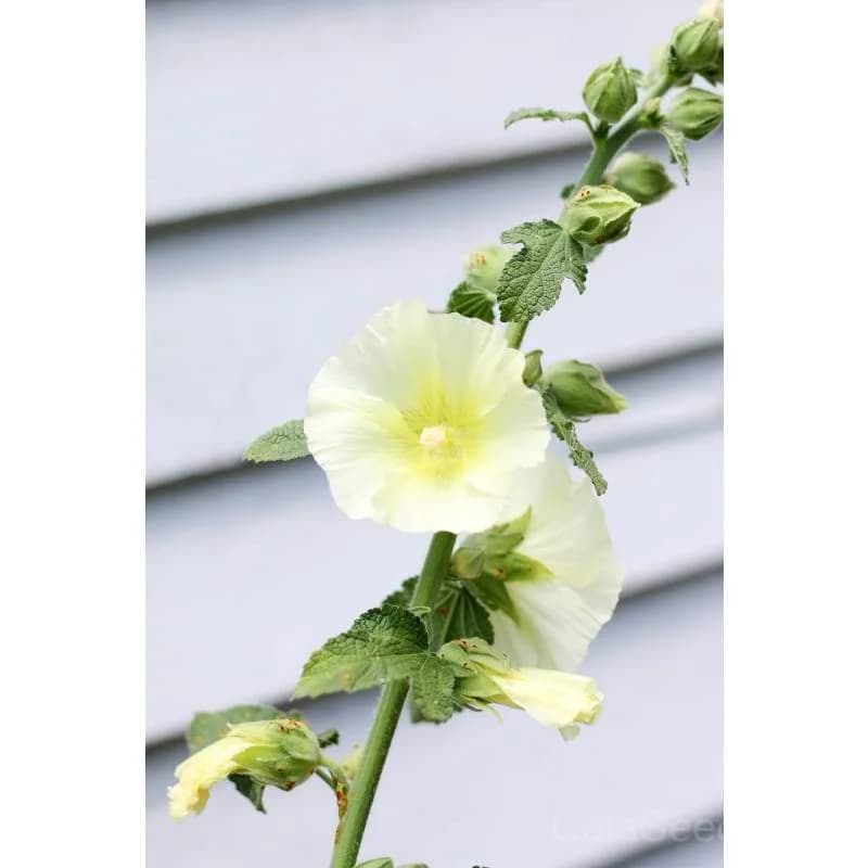 Antwerp Hollyhock Seeds — Classic Cottage Garden Bloom - View 3