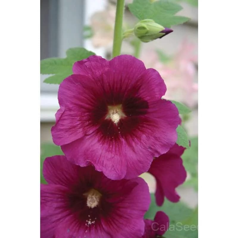 Antwerp Hollyhock Seeds — Classic Cottage Garden Bloom - View 5