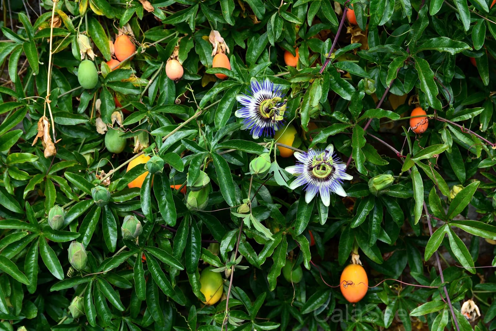 Blue Crown Passion Flower Seeds — Orange Fruit Vine - View 4