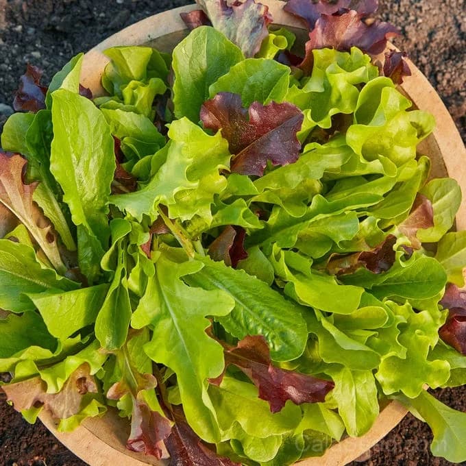 Gourmet Blend Lettuce Seeds — Premium Salad Mix - View 2