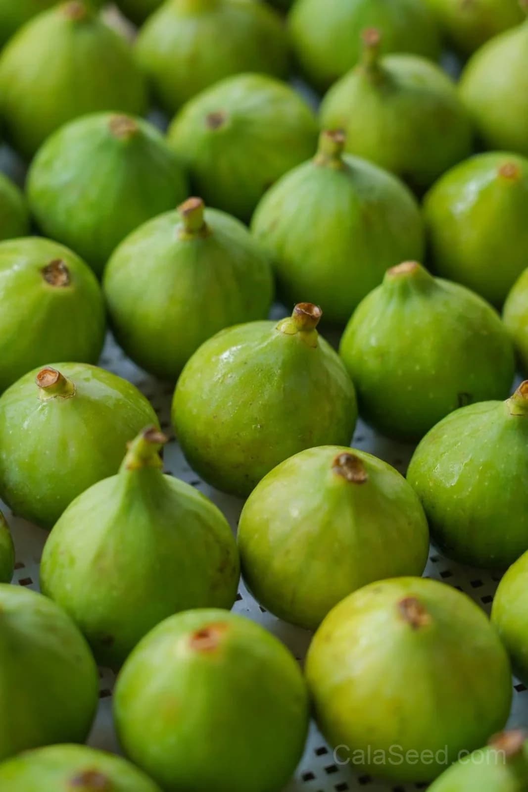 Fig 'Green' Seeds — Sweet Honeyed Fruit - View 3