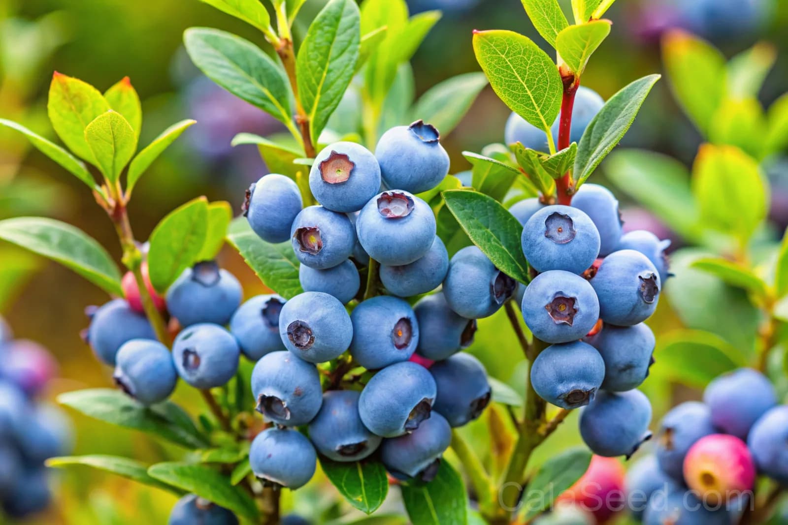 Northern Highbush Blueberry Seeds — Cold Hardy Fruit Shrub - View 2