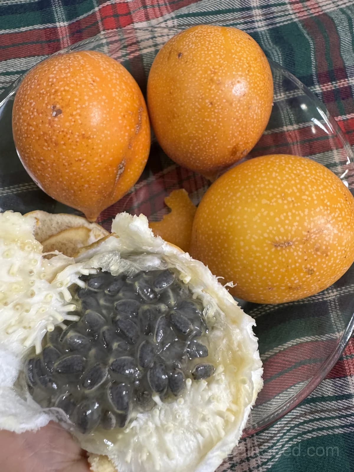 Blue Crown Passion Flower Seeds — Orange Fruit Vine - View 6