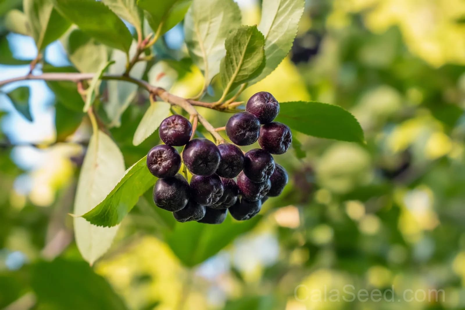 Purple Chokeberry 'Aronia Prunifolia' Seeds — White-Flowered Fruit Shrub - View 4