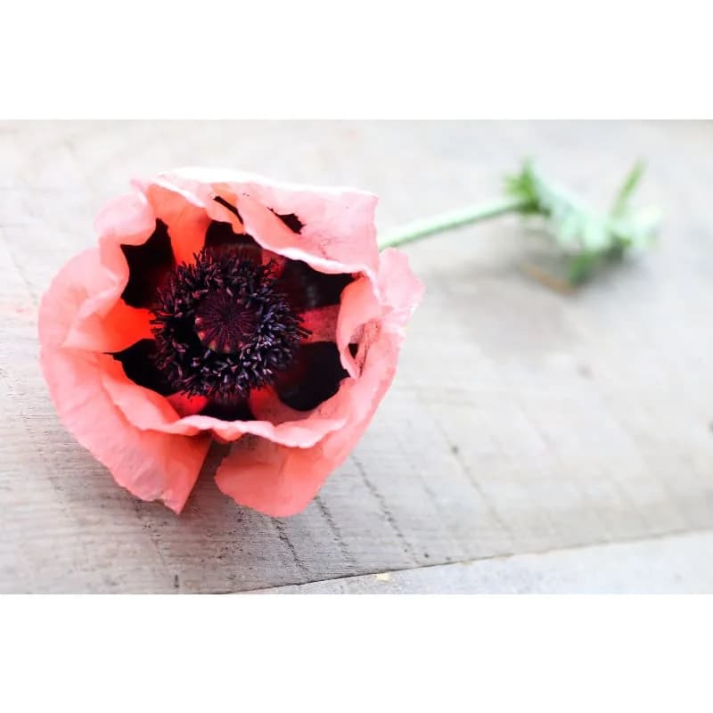 Poppy 'Fruit Punch' Seeds — Vibrant Mixed Bloom Color - View 2