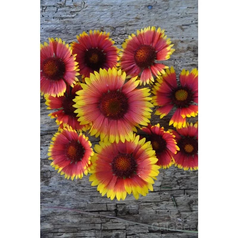 Blanket Flower Seeds — Native Perennial Wildflower - View 2