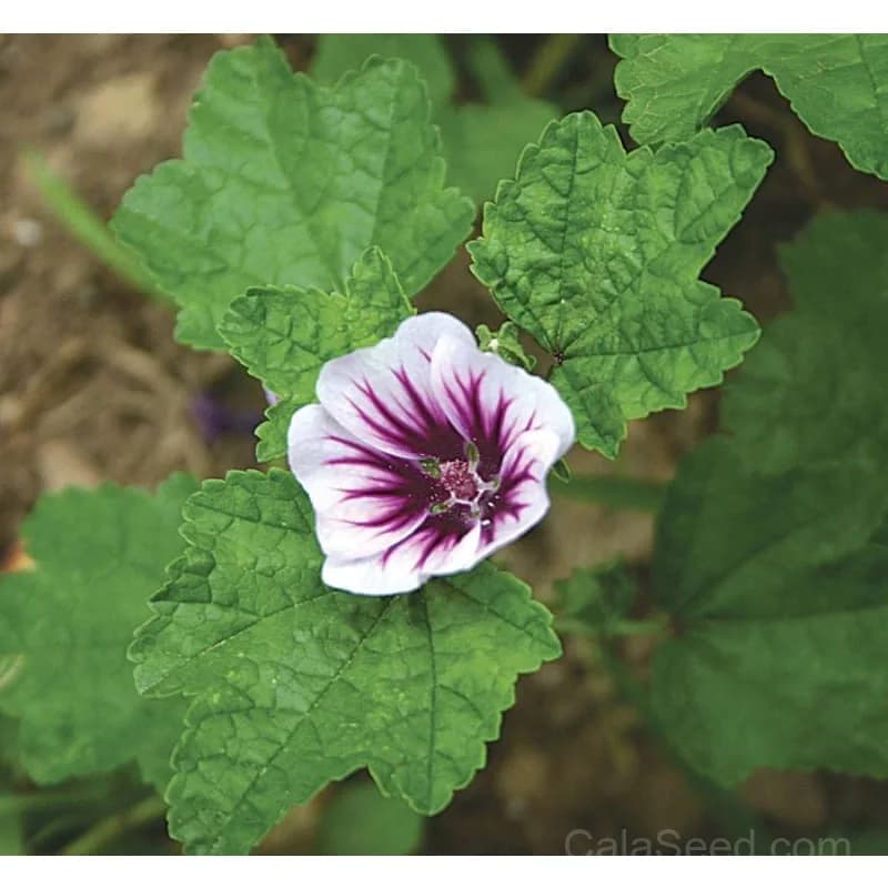 Zebrina Malva Seeds — Striped Hollyhock Bloom - View 3