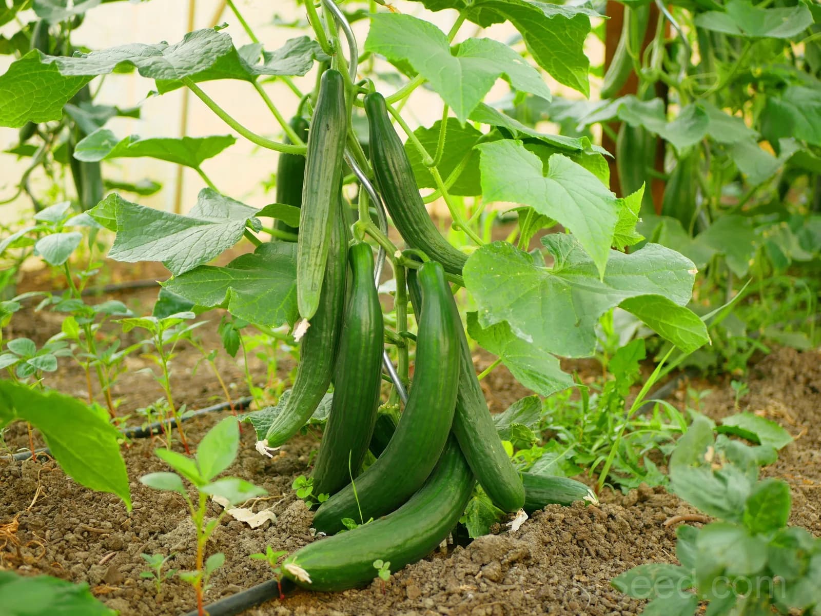 English Cucumber 'Burpless' Seeds — Smooth Skin No Bitterness - View 1