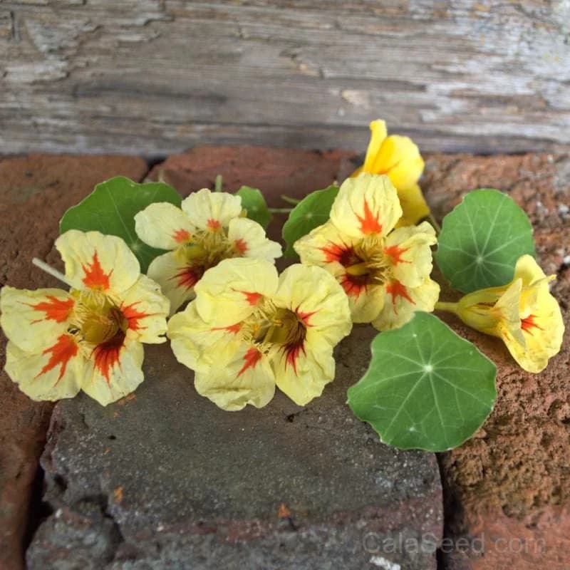 Nasturtium 'Peach Melba' Seeds — Edible Flowers & Trailing Vine - View 1