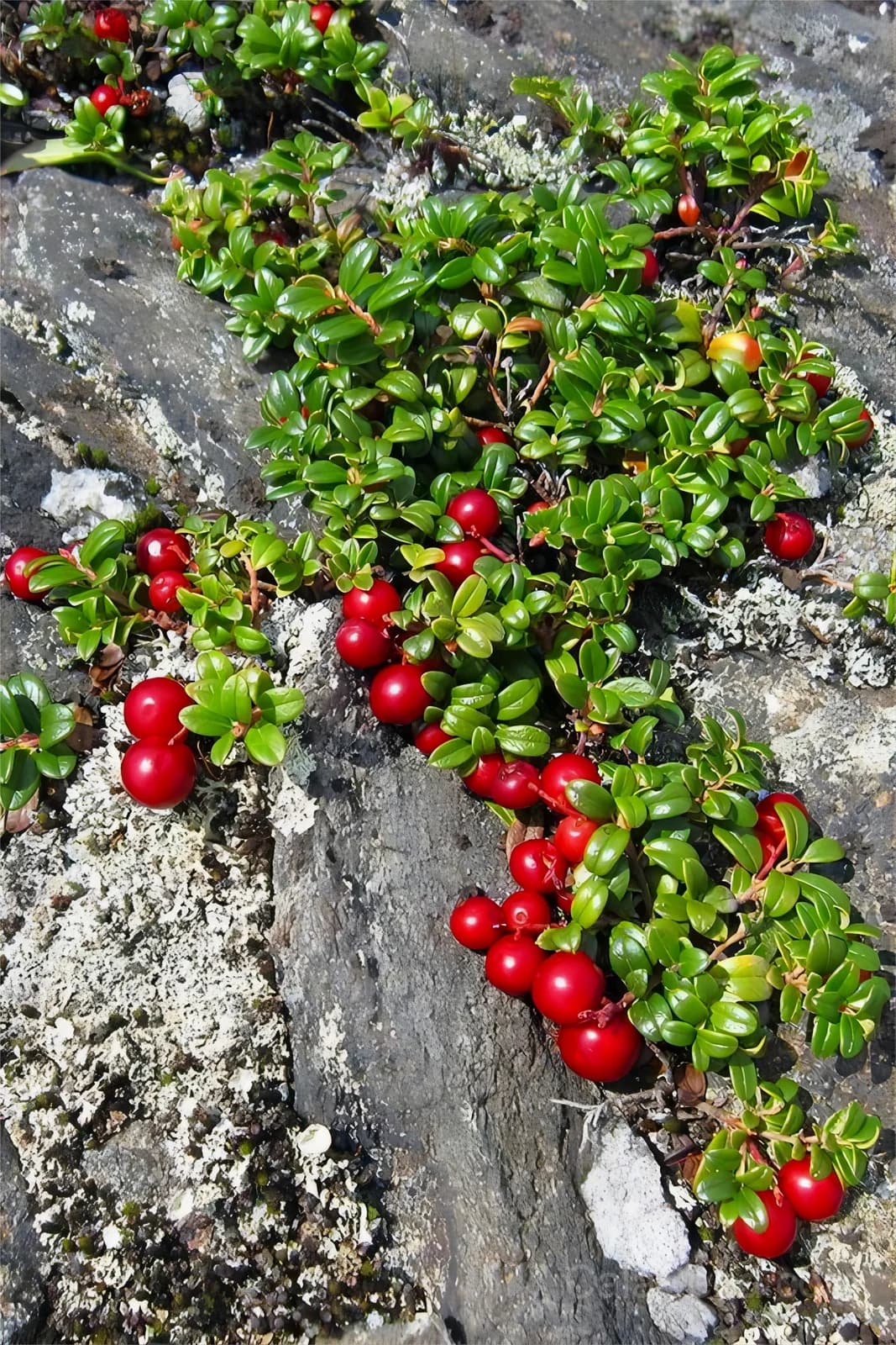Lingonberry 'Red Pearl' Seeds — Tart Berry Ground Cover - View 7
