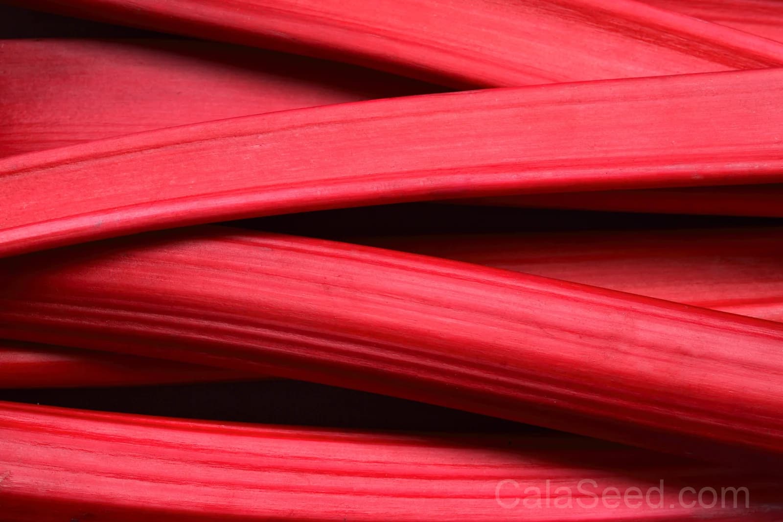 Victoria Rhubarb Seeds — Classic Pieplant Perennial - View 7