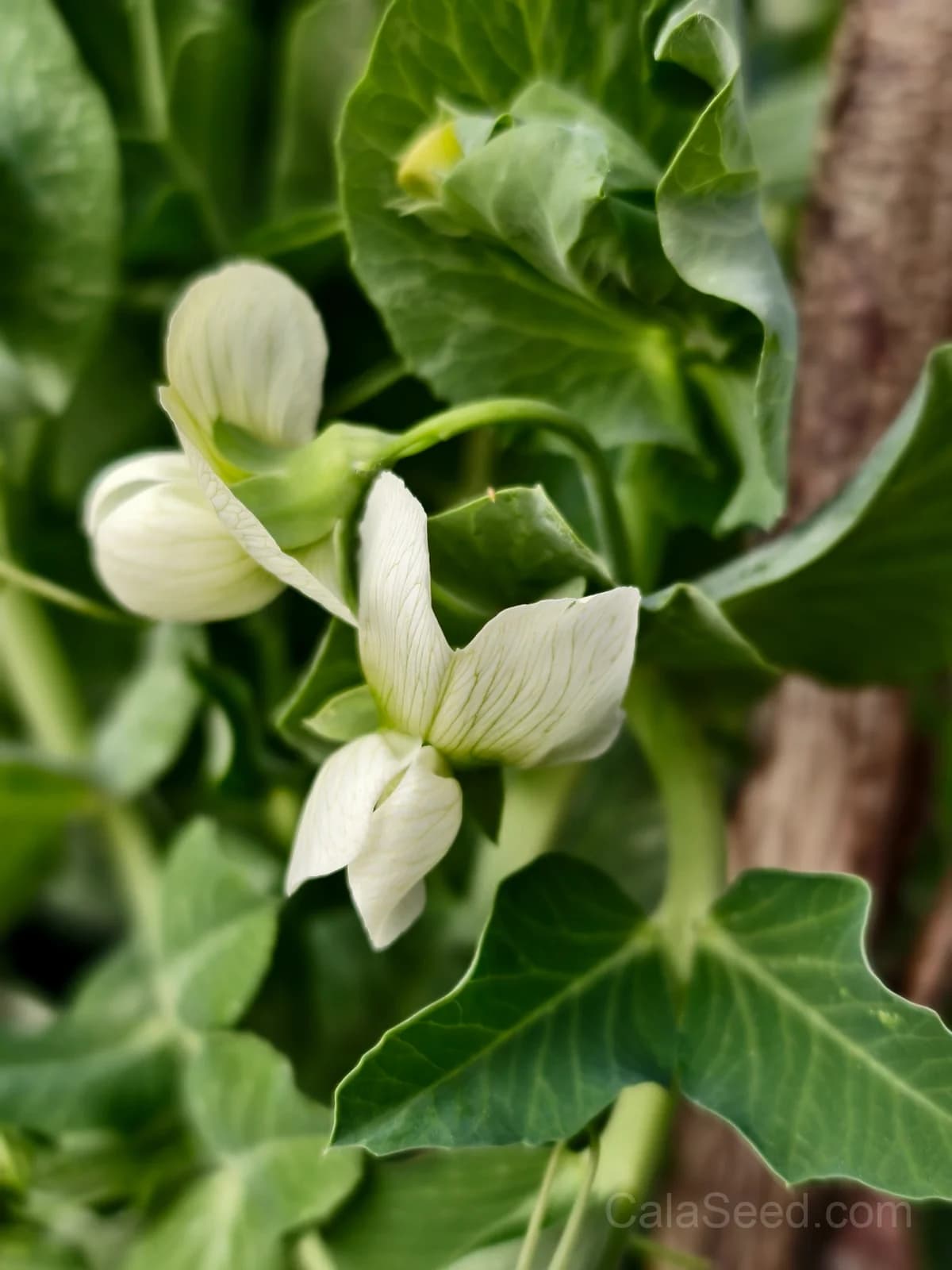Masterpiece Pea Seeds — High-Yield Garden Vegetable - View 5