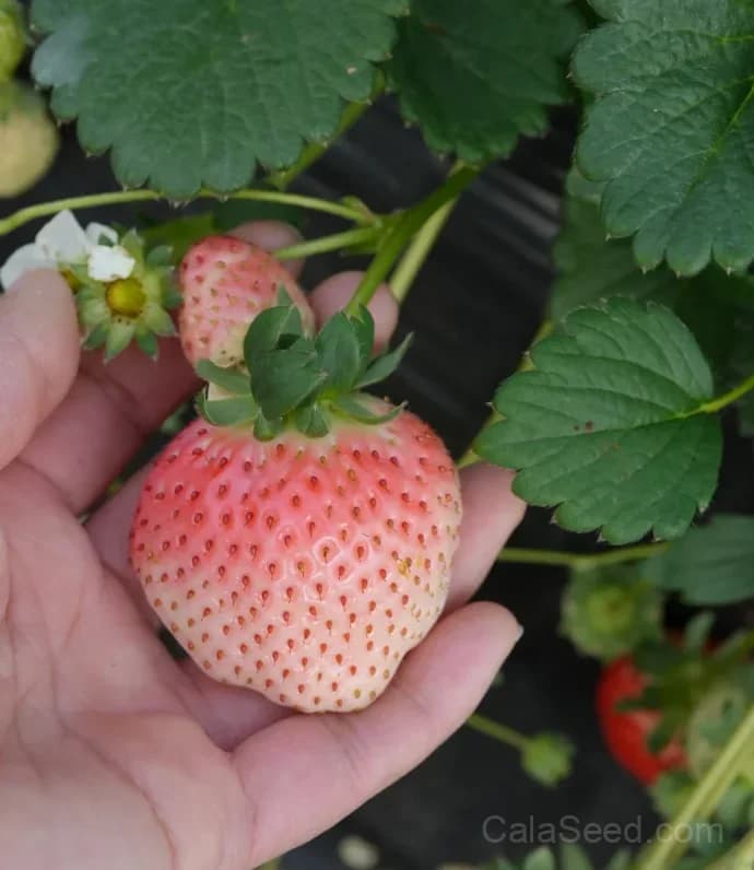 Awayuki White Strawberry Seeds – Rare, Sweet, High Germination & Easy to Grow - View 8
