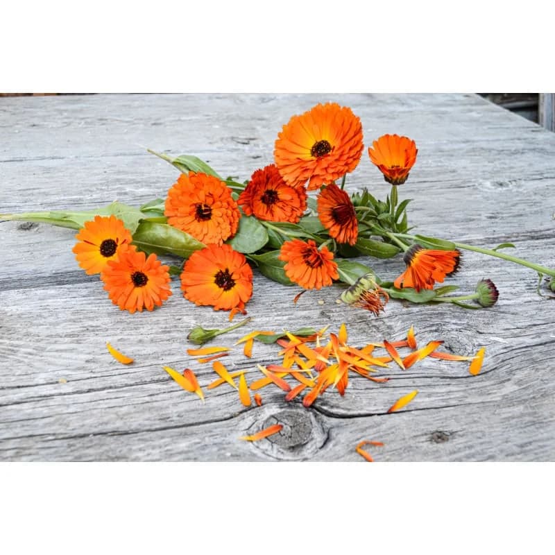 Indian Prince Calendula Seeds — Rare Heirloom Flower - View 3