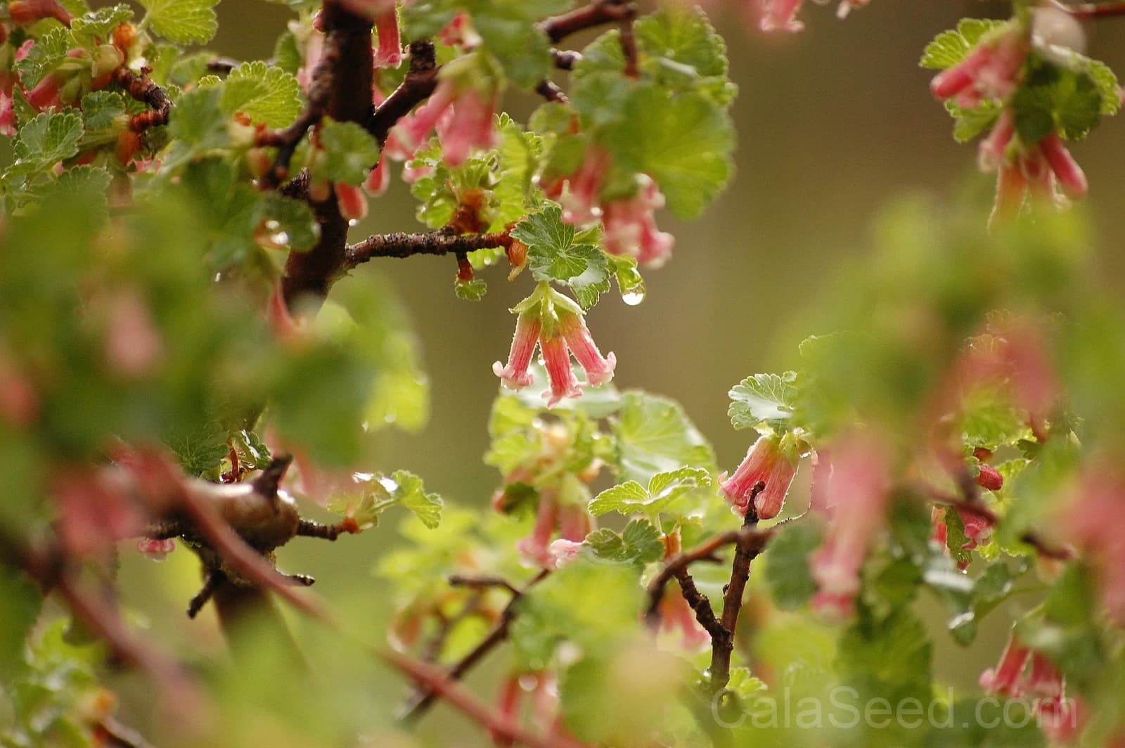 Red Wax Currant 'Ribes Cereum' Seeds — Edible Pink-Flowered Shrub - View 8