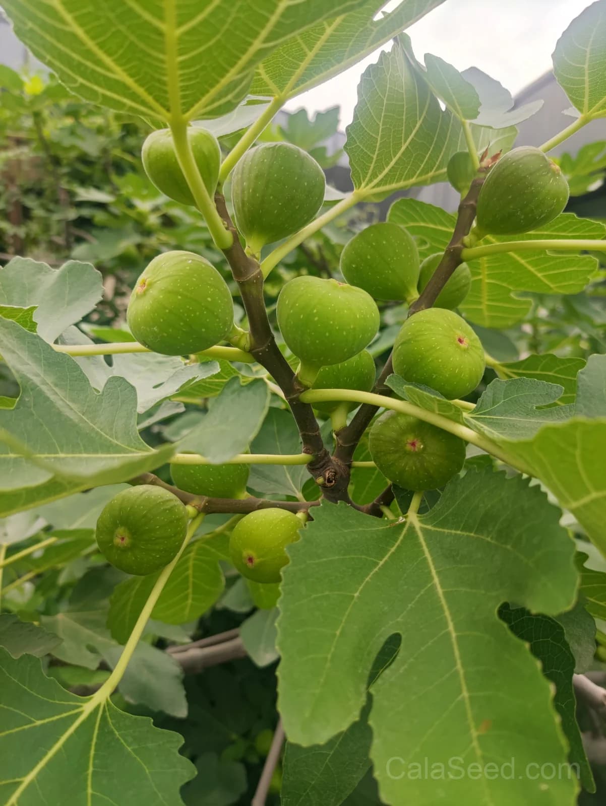 Fig 'Green' Seeds — Sweet Honeyed Fruit - View 4