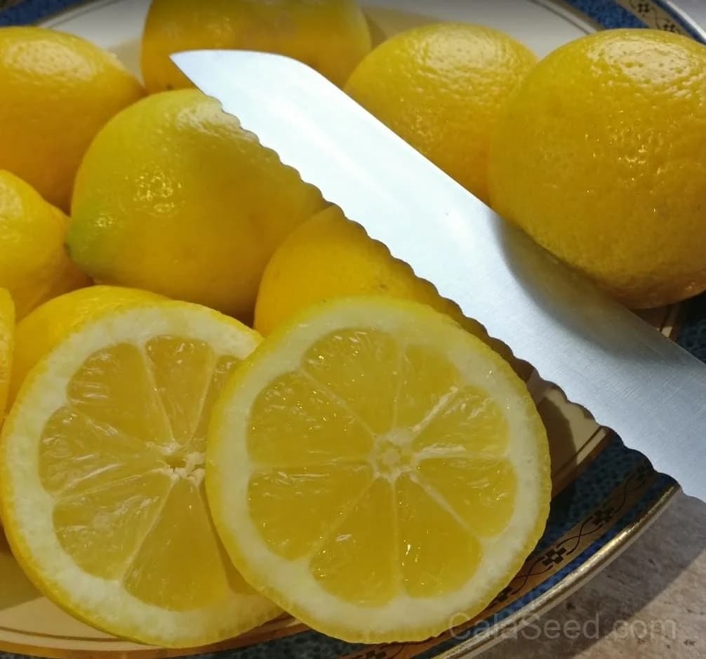 Lemon 'Citrus Limon' Seeds — Classic Citrus Fruit - View 2