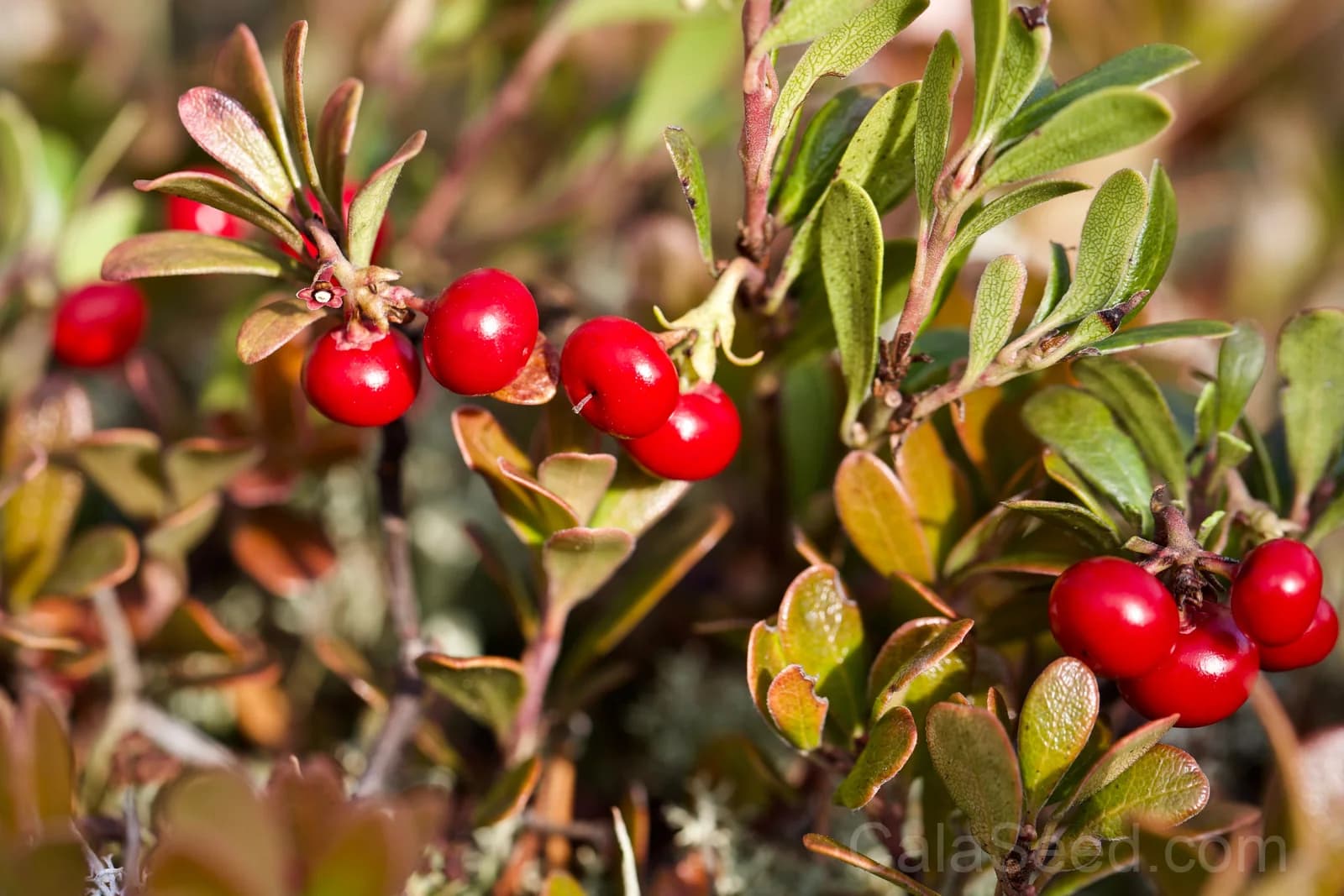Bearberry 'Kinnikinnick' Seeds — Evergreen Ground Cover - View 7