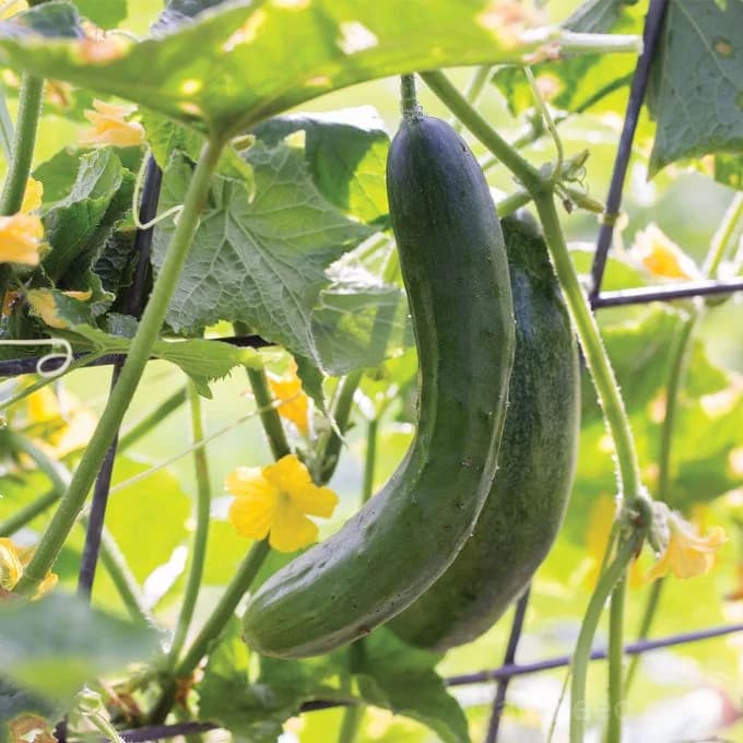 Burpless Beauty Cucumber Seeds — Non-Bitter Slicing Vegetable - View 2