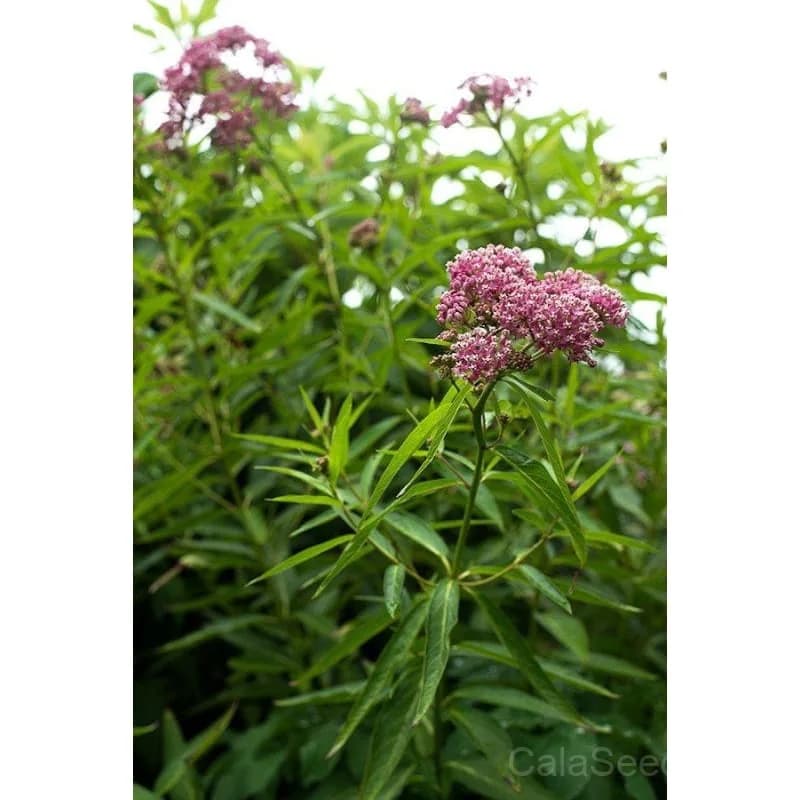 Swamp Milkweed Seeds — Monarch Butterfly Host Plant - View 3