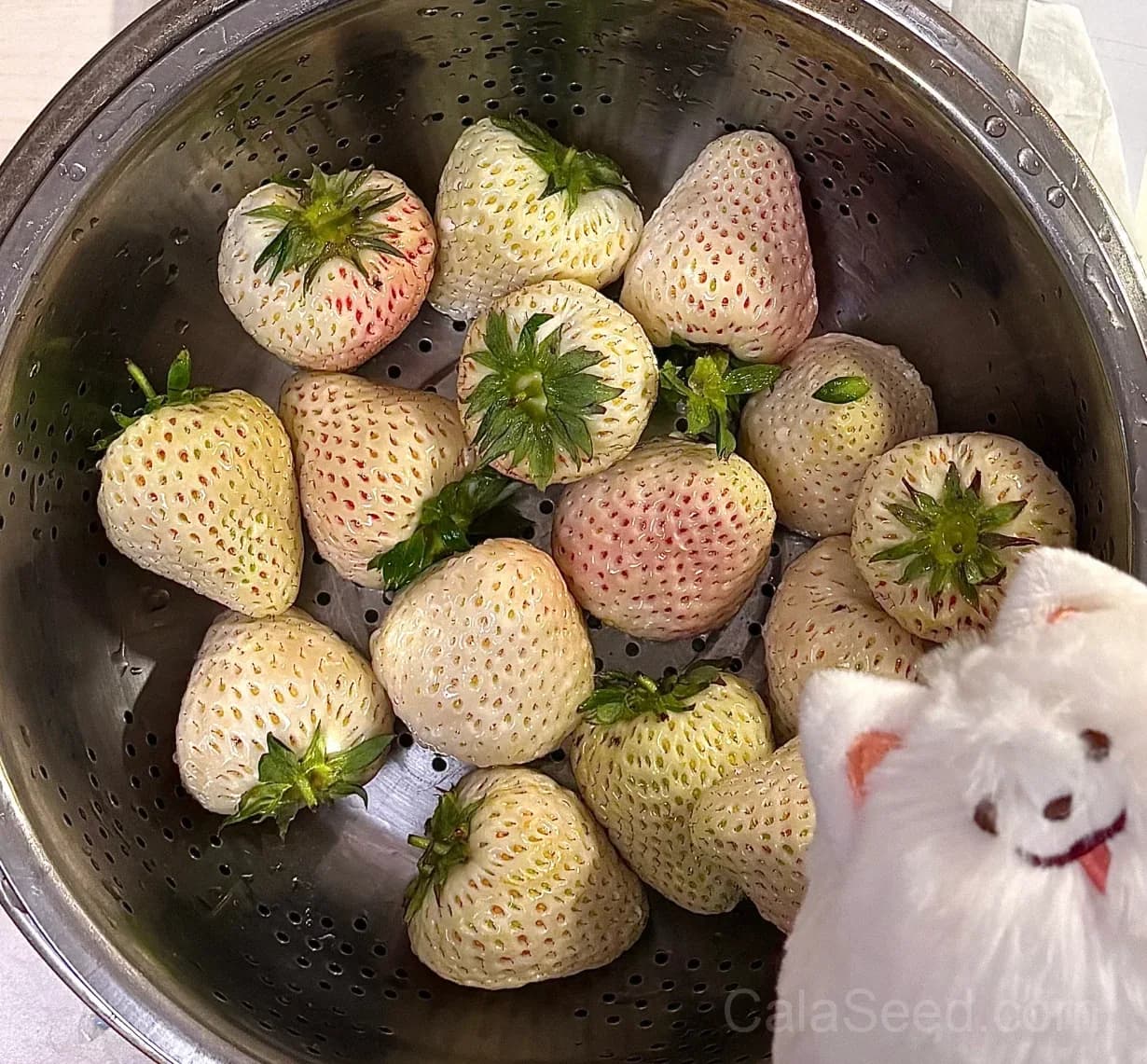 Awayuki White Strawberry Seeds – Rare, Sweet, High Germination & Easy to Grow - View 6